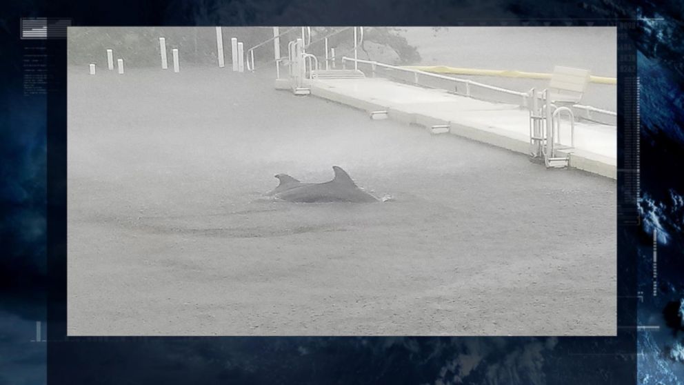 VIDEO: Florida couple braves Hurricane Irma to care for dolphins