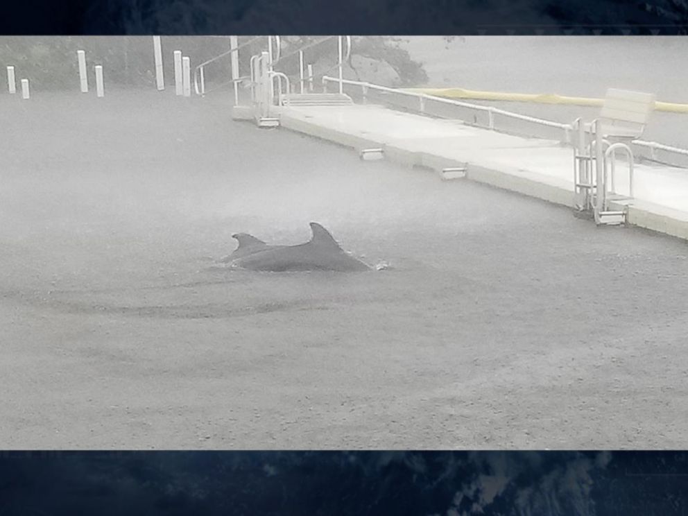 VIDEO: Florida couple braves Hurricane Irma to care for dolphins