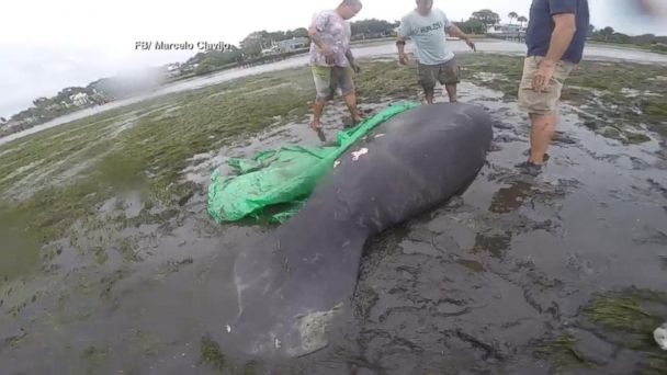 2 Manatees Rescued After Irma Drains Florida Bay Abc News 8352