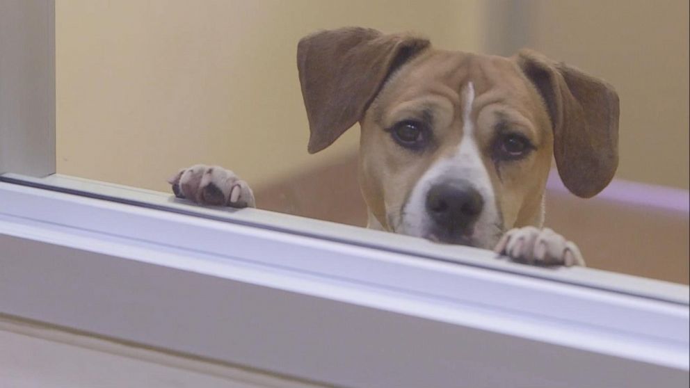 VIDEO: California becomes 1st state to require pet stores to sell animal rescues