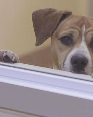 VIDEO: California becomes 1st state to require pet stores to sell animal rescues 