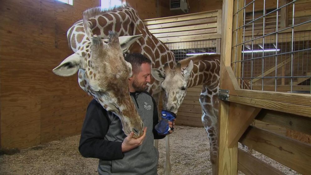 April the giraffe might be pregnant again 7 months after viral birth - ABC  News