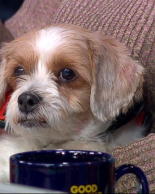 VIDEO: Owning a dog linked to lower risk of death, study says