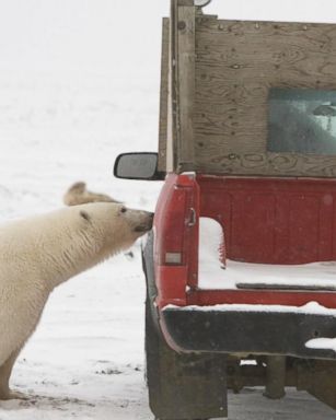 VIDEO: Alaskan town's polar bear problem leads to tourism boom