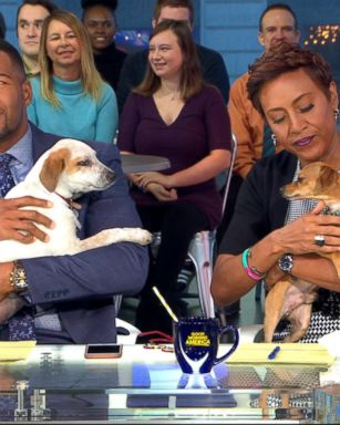 VIDEO: Ninety animal shelters partner up to offer free adoptions over Thanksgiving holiday weekend