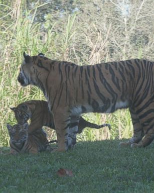 VIDEO: Meet the 1st tiger cubs ever born at Disney World