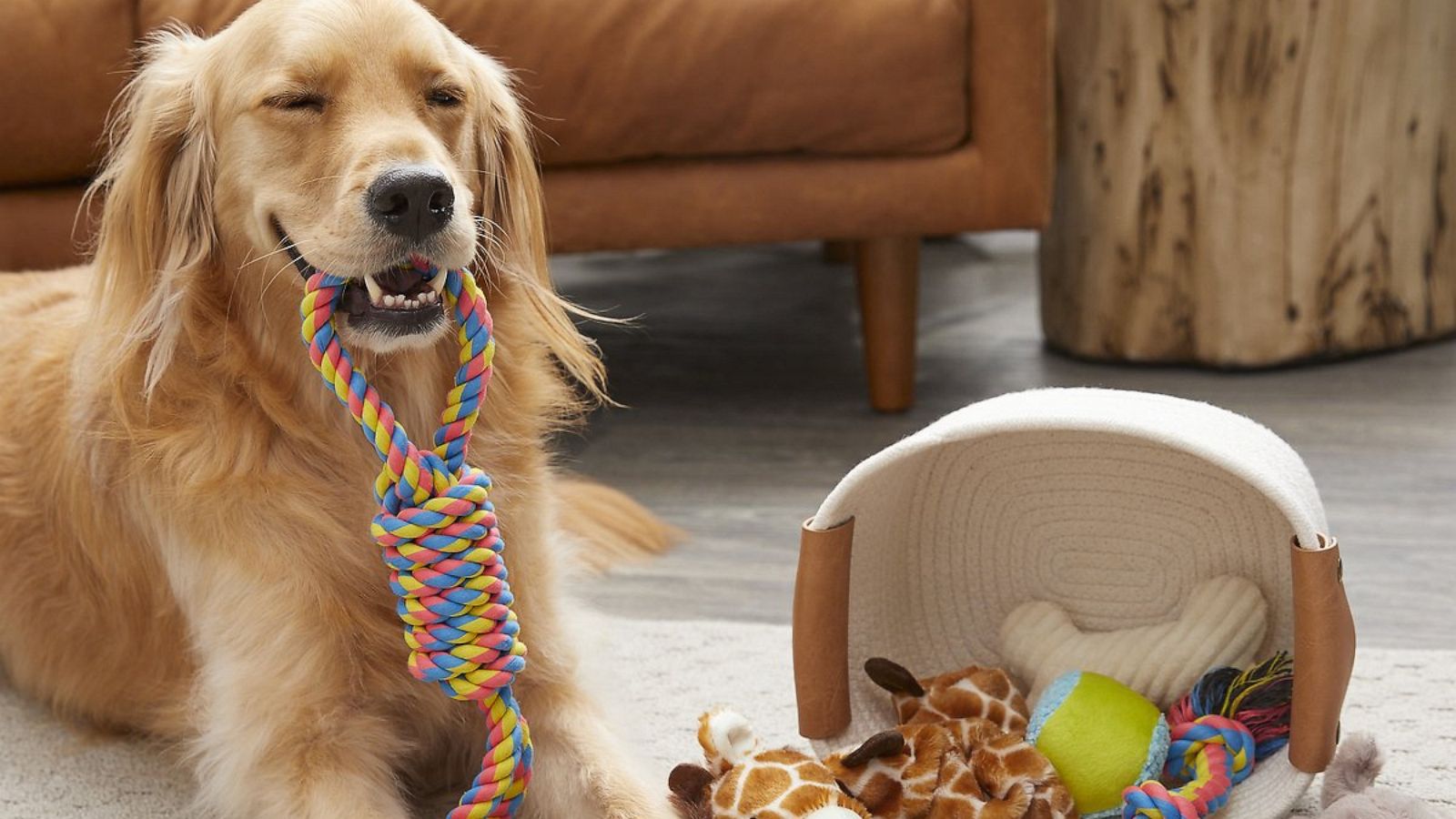 Chewy Delivers Kong Wobbler Fun #ChewyInfluencer - Golden Daily Scoop