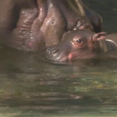 VIDEO: Meet the adorable baby hippo born at Disney's Animal Kingdom 