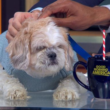 VIDEO: How to protect pets from dangerous dog flu