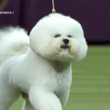 VIDEO: Westminster Dog Show fan favorite not competing