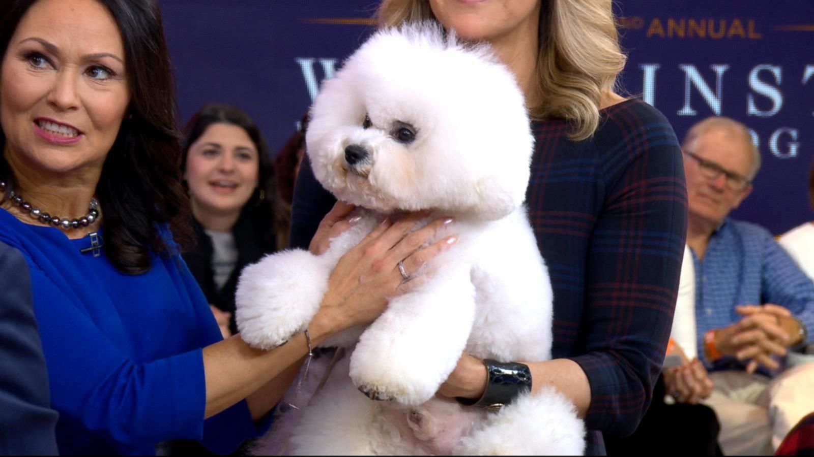 Meet the 'Best in Show' Westminster dog Good Morning America