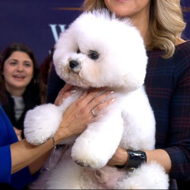 VIDEO: Meet the 'Best in Show' Westminster dog 