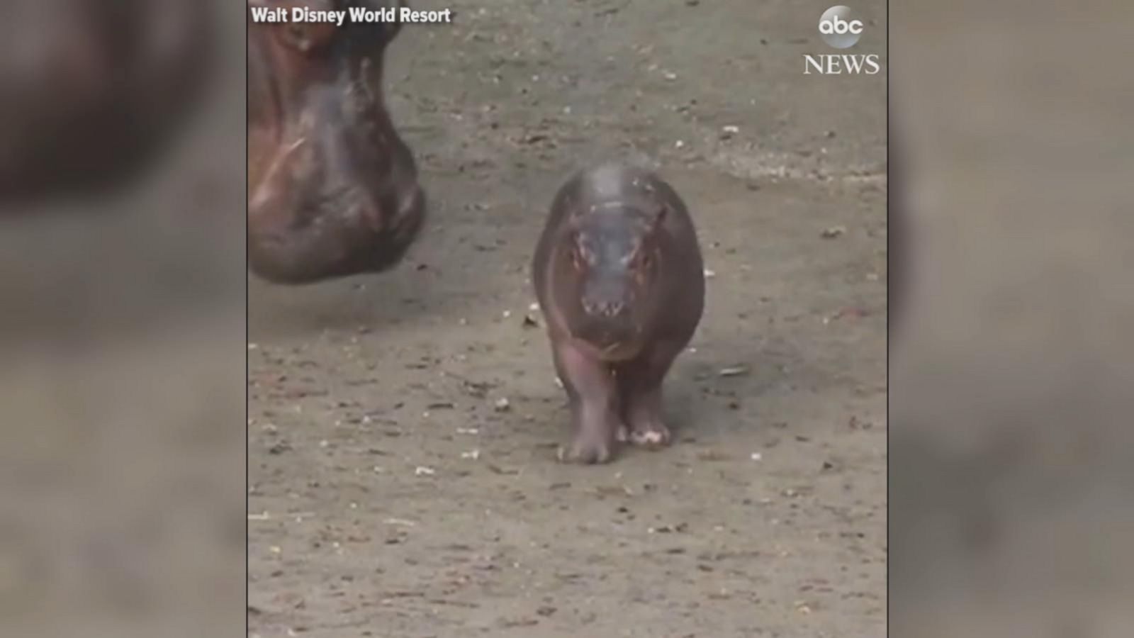 VIDEO: Disney's Animal Kingdom has just revealed new details about the baby hippo born to mom Tuma on Jan. 13.