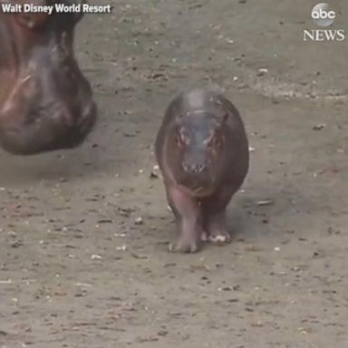 VIDEO: Disney's Animal Kingdom has just revealed new details about the baby hippo born to mom Tuma on Jan. 13.