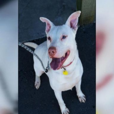 Ghost is the first hearing impaired narcotics detection certified dog in the state of Washington, officials said.