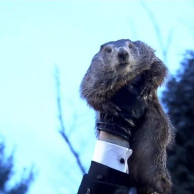 VIDEO: Groundhog under fire as winter weather continues