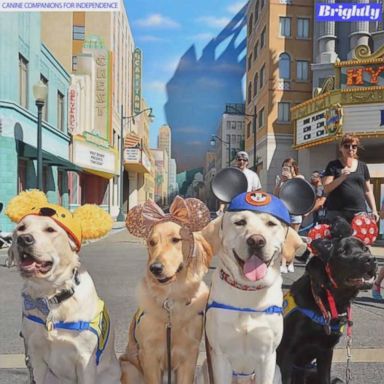 VIDEO: These service dogs visiting Disneyland will make your day 