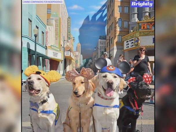 Can You Bring Dogs To Disneyland