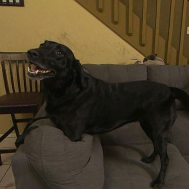 VIDEO: Service dog company accused of duping customers