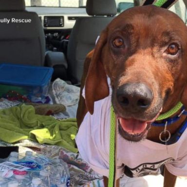 VIDEO: 20 volunteers drive missing dog 2,000 miles