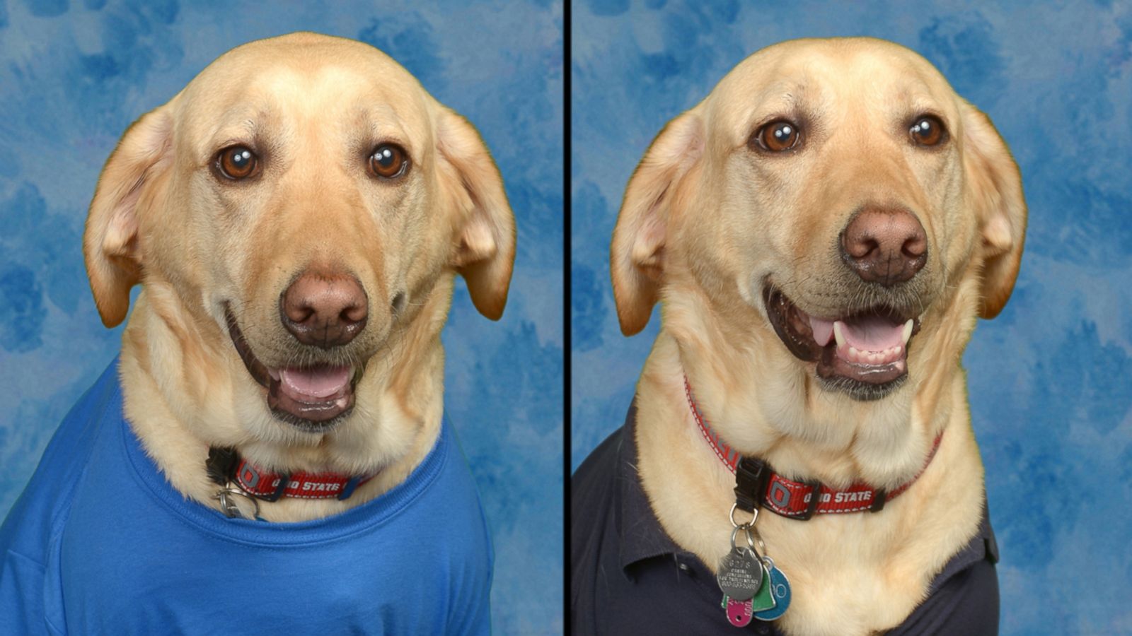 VIDEO: Sweet service dog shines in yearbook photos at elementary school