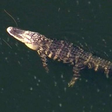 VIDEO: Alligator captured in suspected death of missing Florida woman