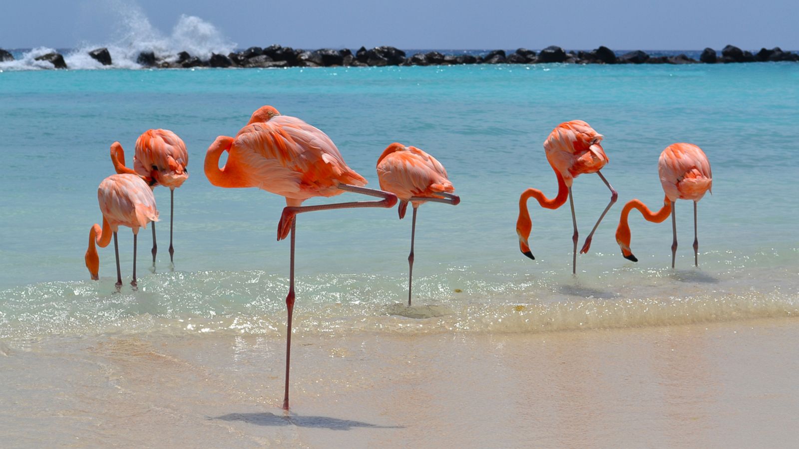 VIDEO: This resort is really into flamingos and now we're really into this resort