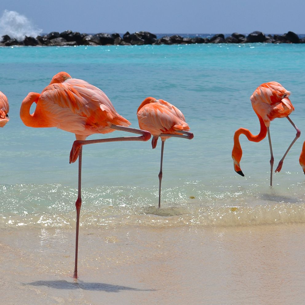 VIDEO: This resort is really into flamingos and now we're really into this resort