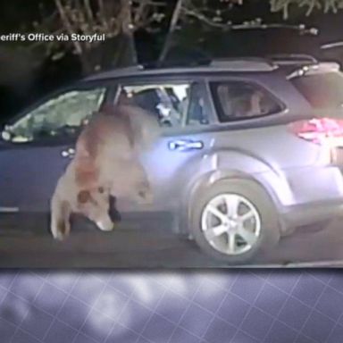 VIDEO: Deputy smashes car window to save trapped bear