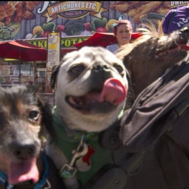 VIDEO: Who will be crowned this year's ugliest dog?