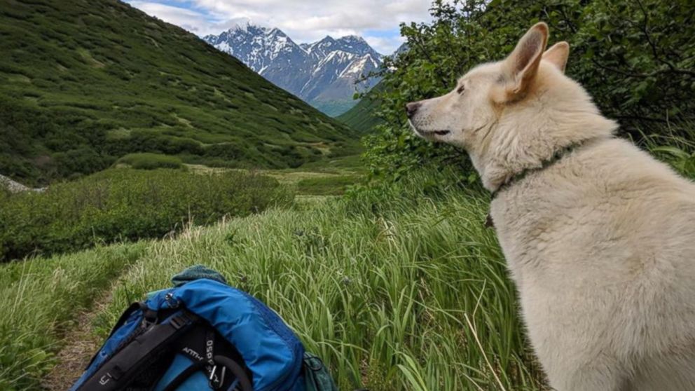 VIDEO: Deaf, injured hiker credits survival with dog that appeared out of nowhere