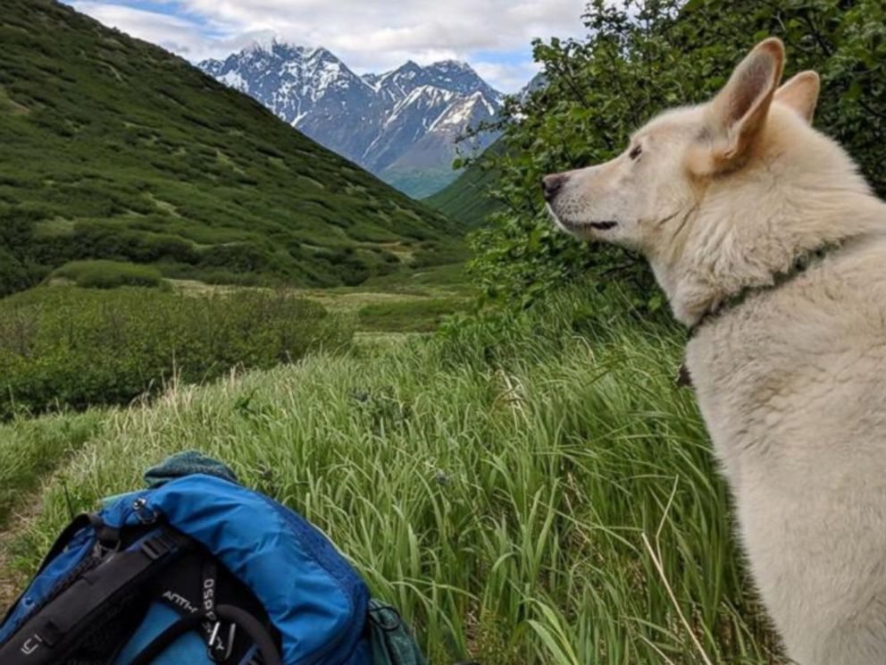VIDEO: Deaf, injured hiker credits survival with dog that appeared out of nowhere