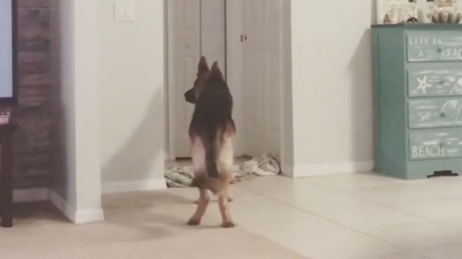 VIDEO: Dog owners play magic tricks on their dogs in #WhatTheFluffChallenge