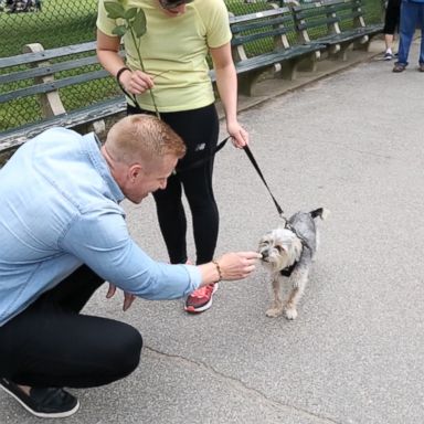 VIDEO: 'Bachelor' star Sean Lowe hosts 'The Barkelor'; surprises dog owners with treats, a rose and more