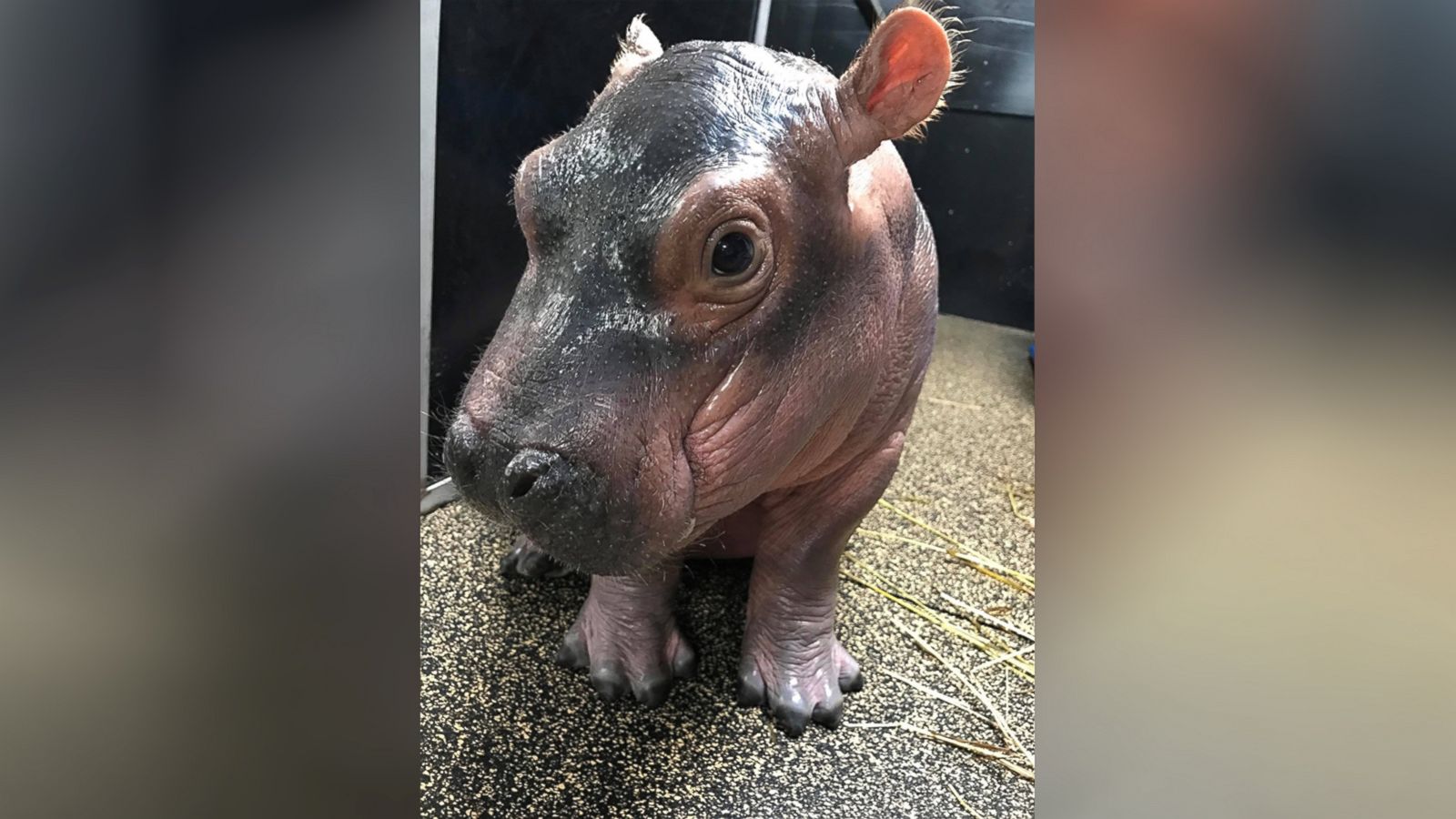 Fiona the Hippo is getting her own adorable children's book - Good ...