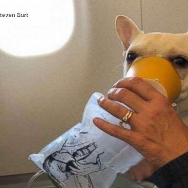 VIDEO: Flight crew uses oxygen mask to save dog mid-flight