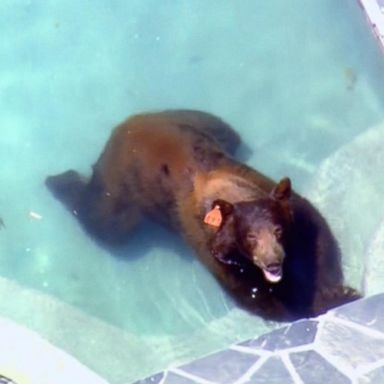 VIDEO: Black bear cools off in pool in LA neighborhood 