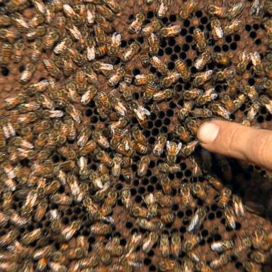 VIDEO: Woman nearly killed by swarm of 'killer bees'