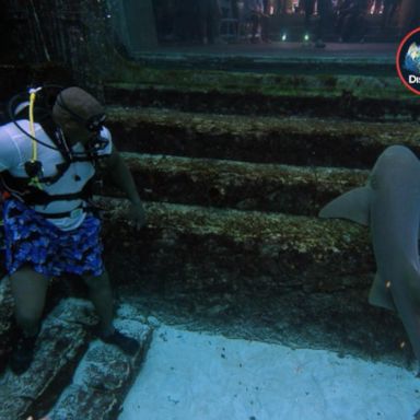 VIDEO: Shaquille O'Neal swims with sharks this year during 'Shark Week'