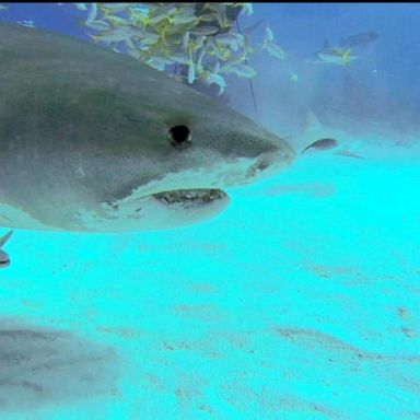 VIDEO: Shark Week turns 30