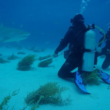 VIDEO: 'Shark Tank' stars take a dip with real sharks 