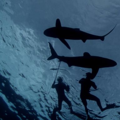 VIDEO: 2 men stranded in ocean for 'Shark Week' stunt