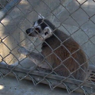 VIDEO: Missing zoo animal found at hotel with mystery note