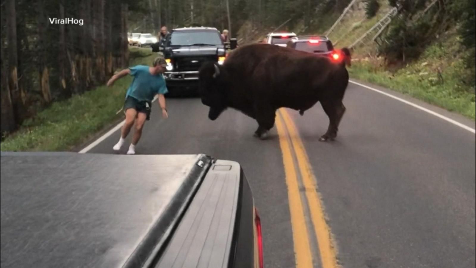 VIDEO: Man gets out of car to taunt bison at Yellowstone