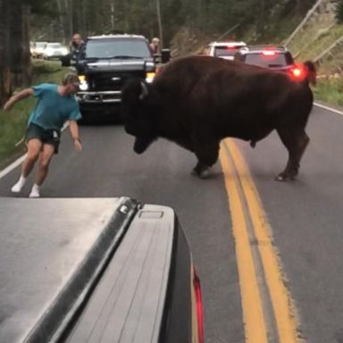 VIDEO: Man gets out of car to taunt bison at Yellowstone