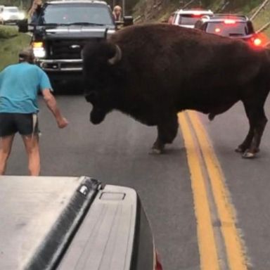 VIDEO: 'GMA' Hot List: Man goes head-to-head with bison