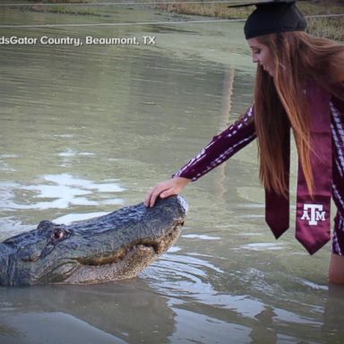 VIDEO: College student poses with gator in graduation photos