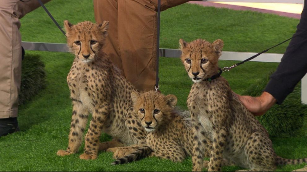Video Nat Geo Wild brings cheetah cubs, hyacinth macaw to Times Square -  ABC News