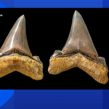 VIDEO: Teacher discovers tooth from extinct mega-shark 