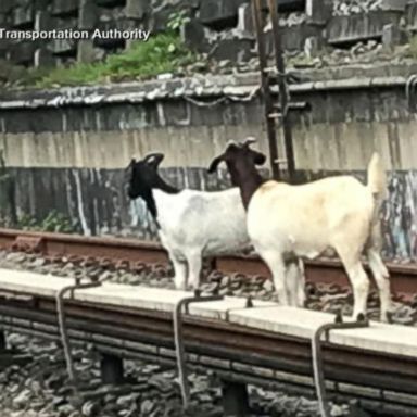 VIDEO: Jon Stewart guides goats off train tracks